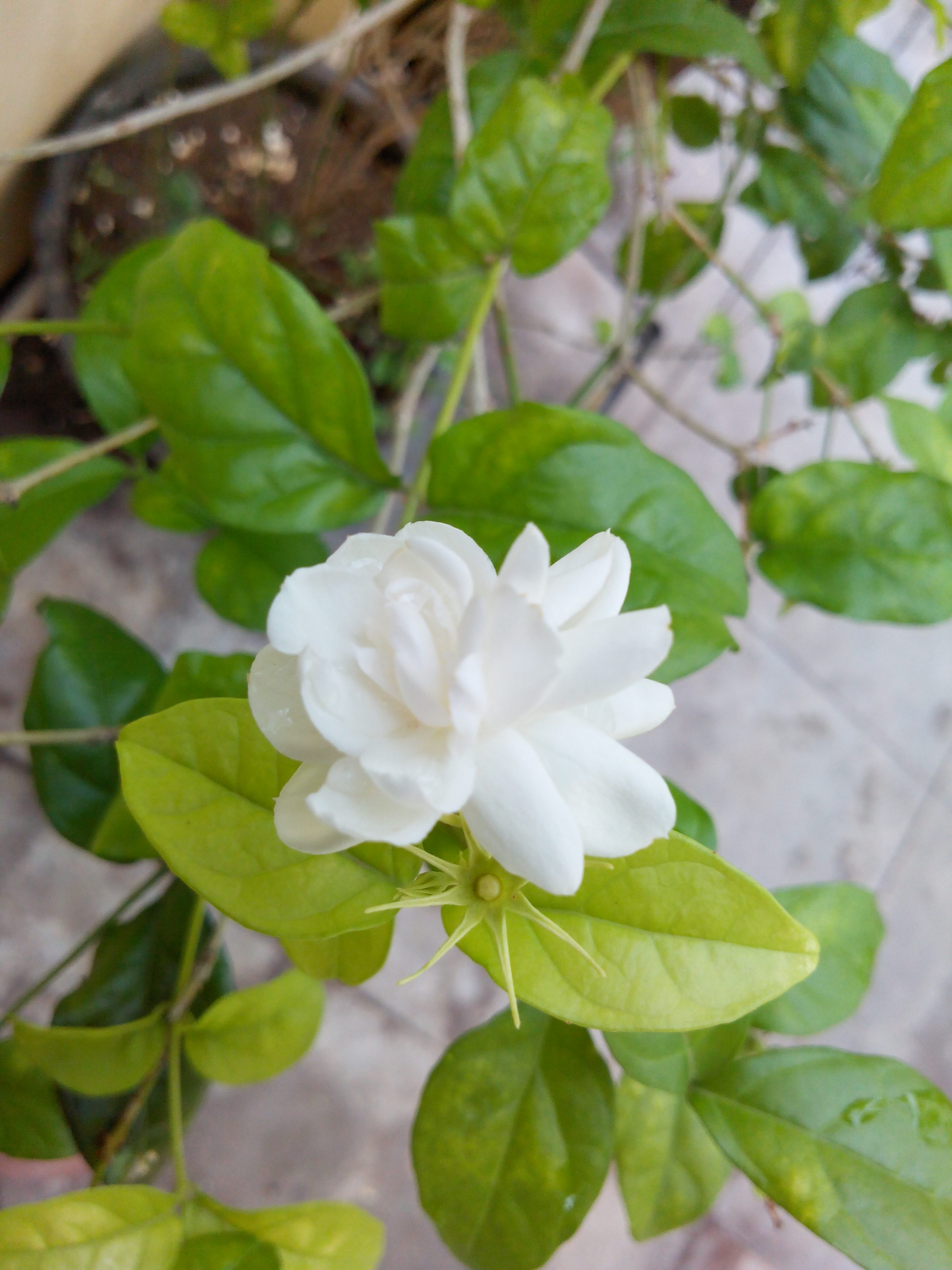 Putlacheruvu Flowers Insects Pets Treets