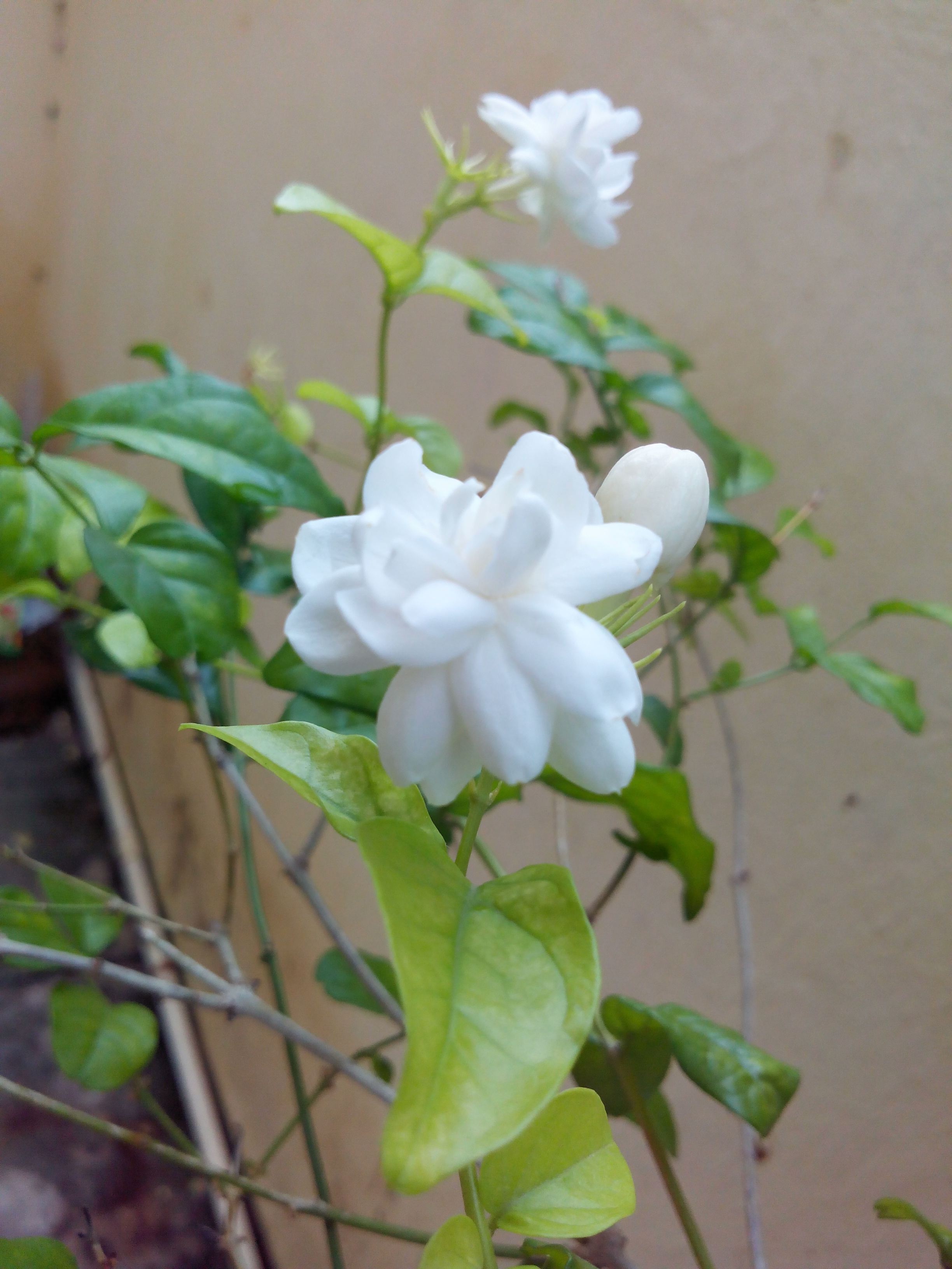 Putlacheruvu Flowers Insects Pets Treets