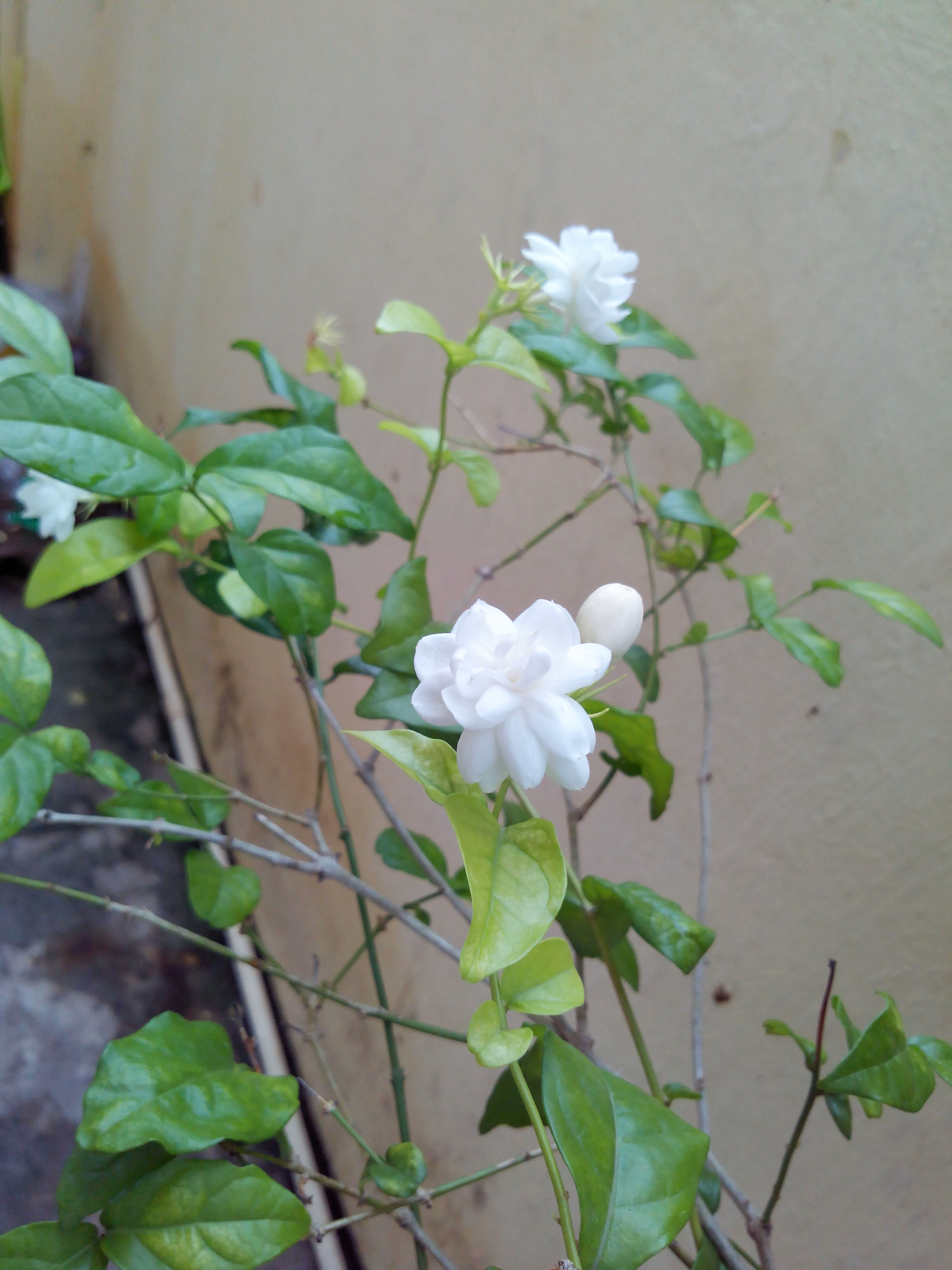 Putlacheruvu Flowers Insects Pets Treets