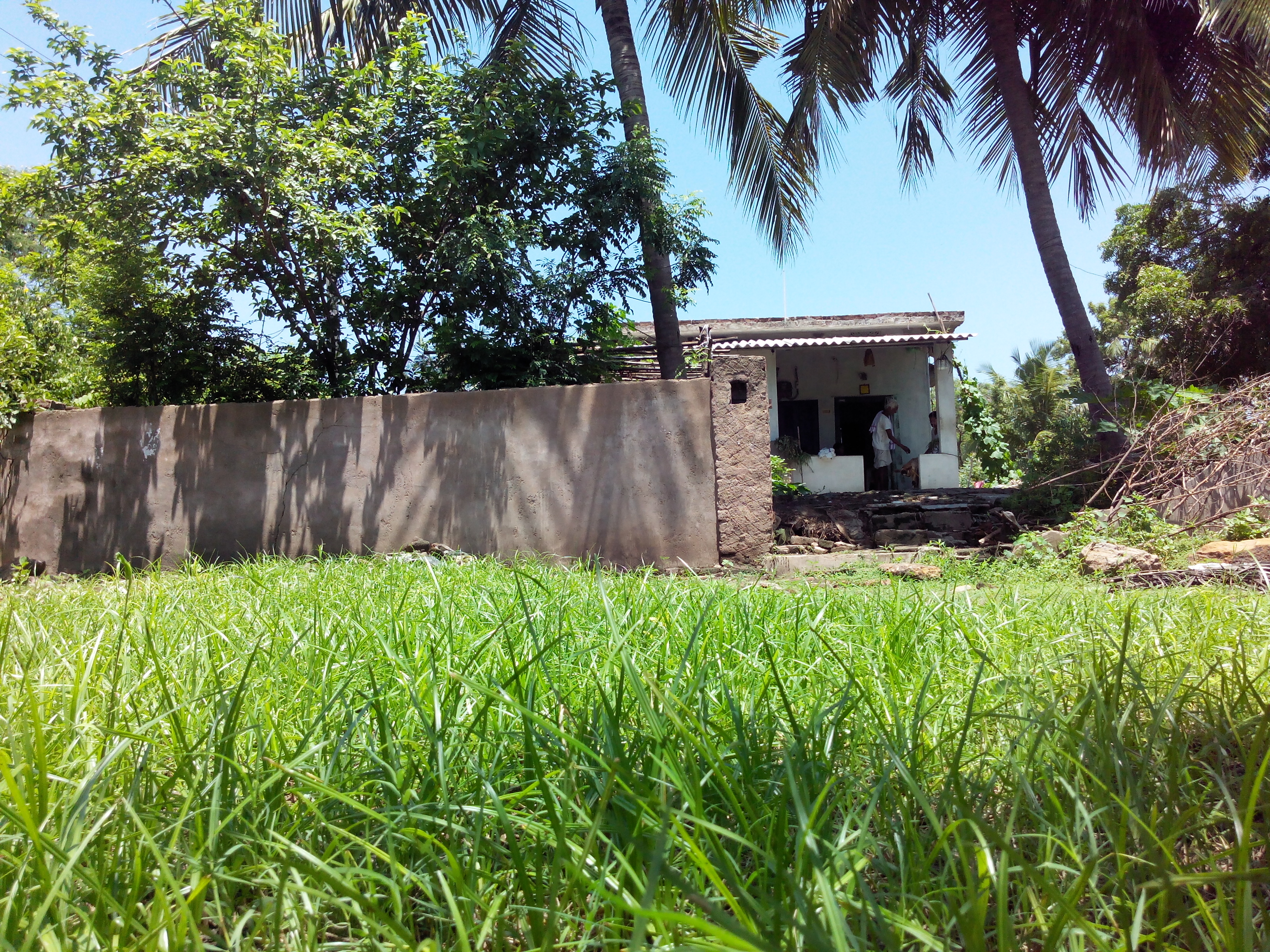 Putlacheruvu Flowers Insects Pets Treets