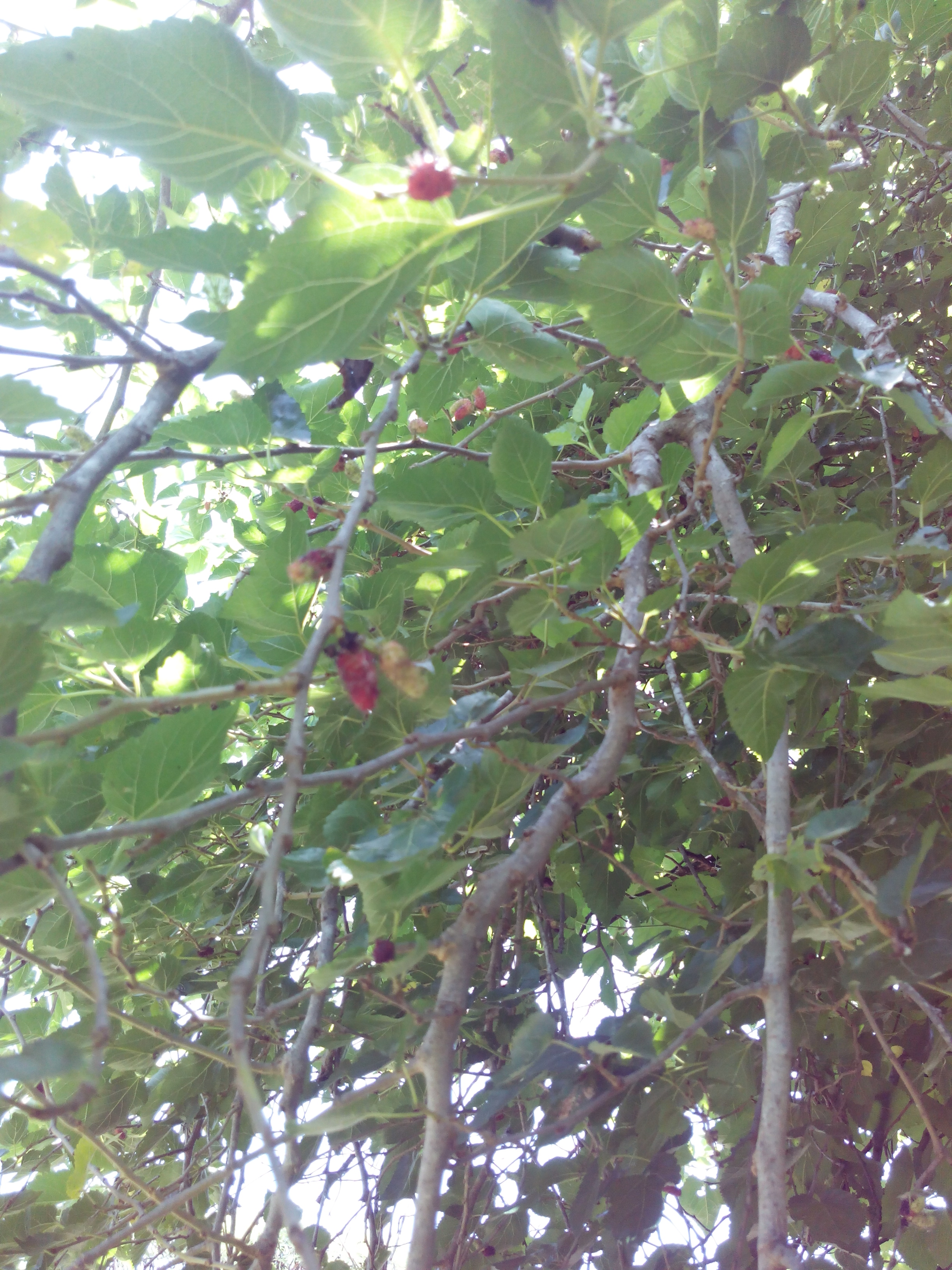 Putlacheruvu Flowers Insects Pets Treets