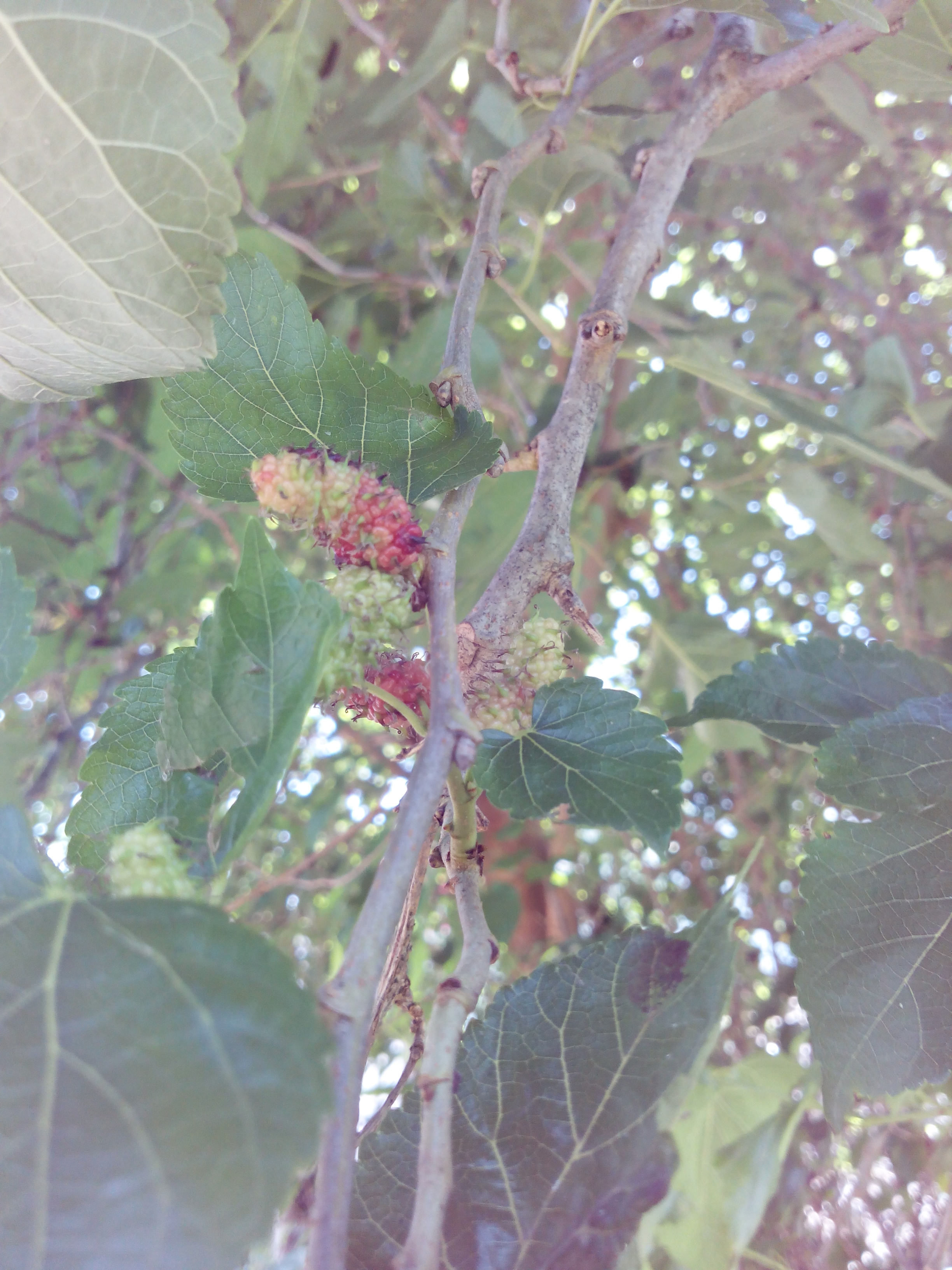 Putlacheruvu Flowers Insects Pets Treets