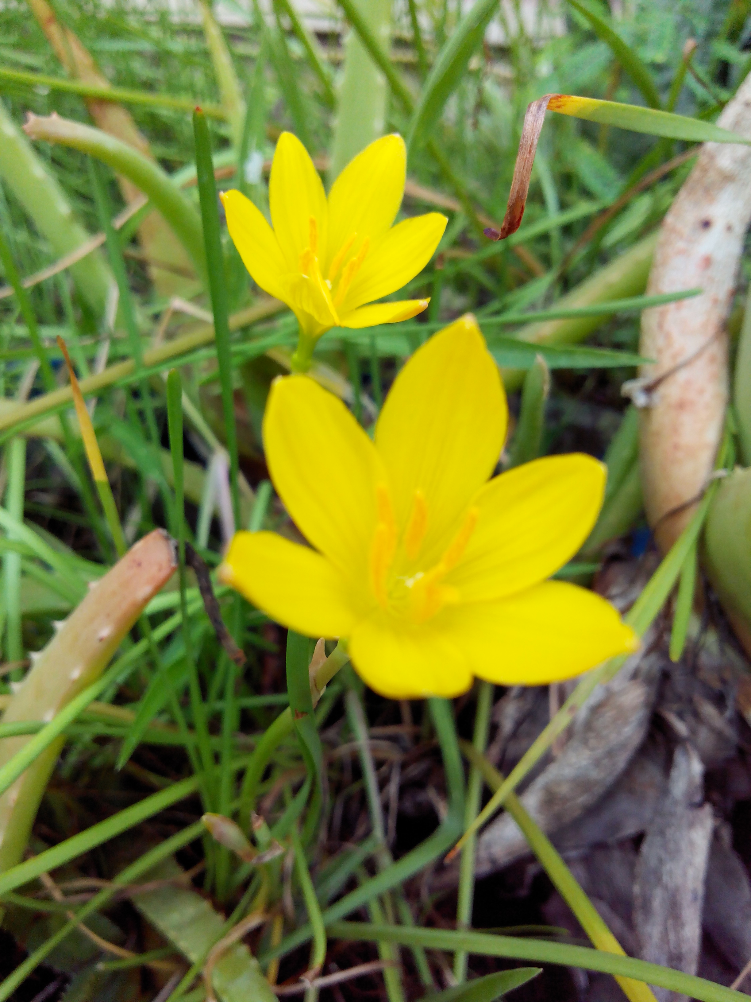 Putlacheruvu Flowers Insects Pets Treets