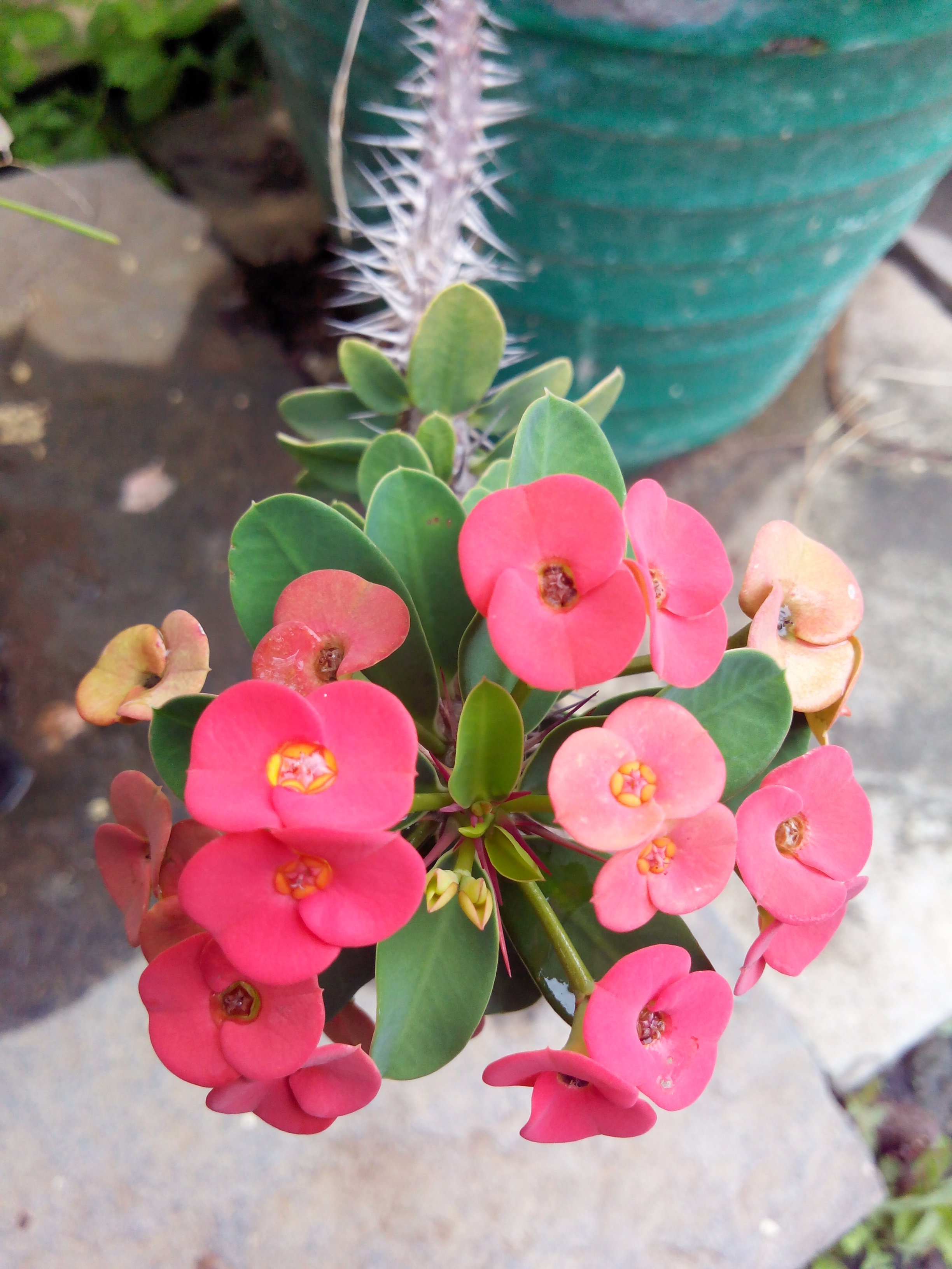 Putlacheruvu Flowers Insects Pets Treets