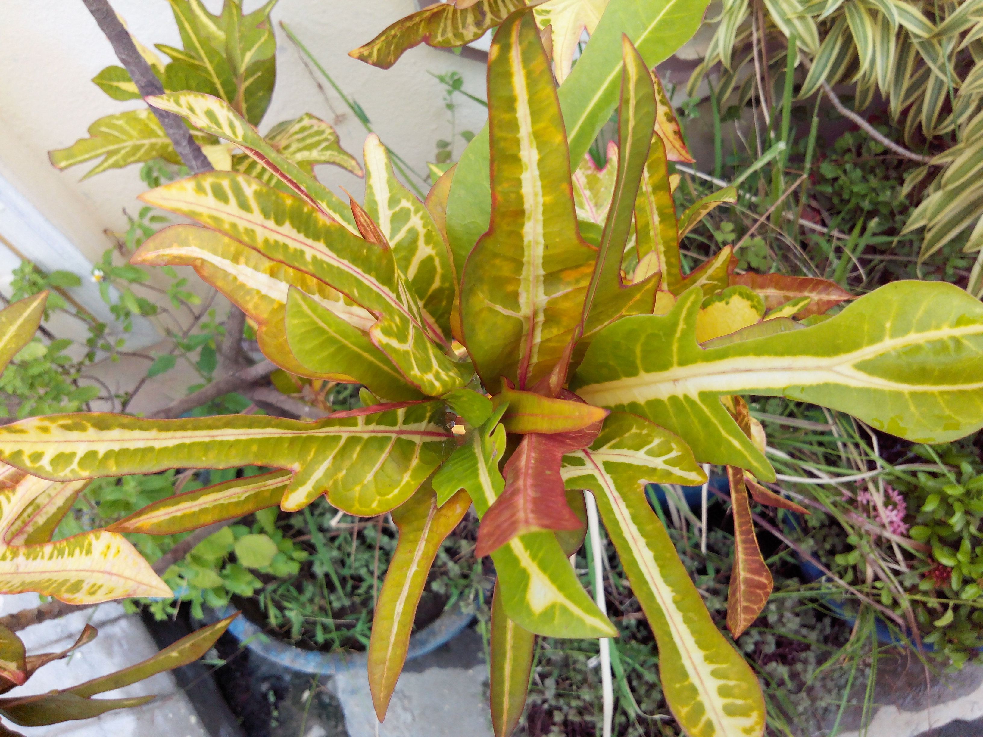 Putlacheruvu Flowers Insects Pets Treets