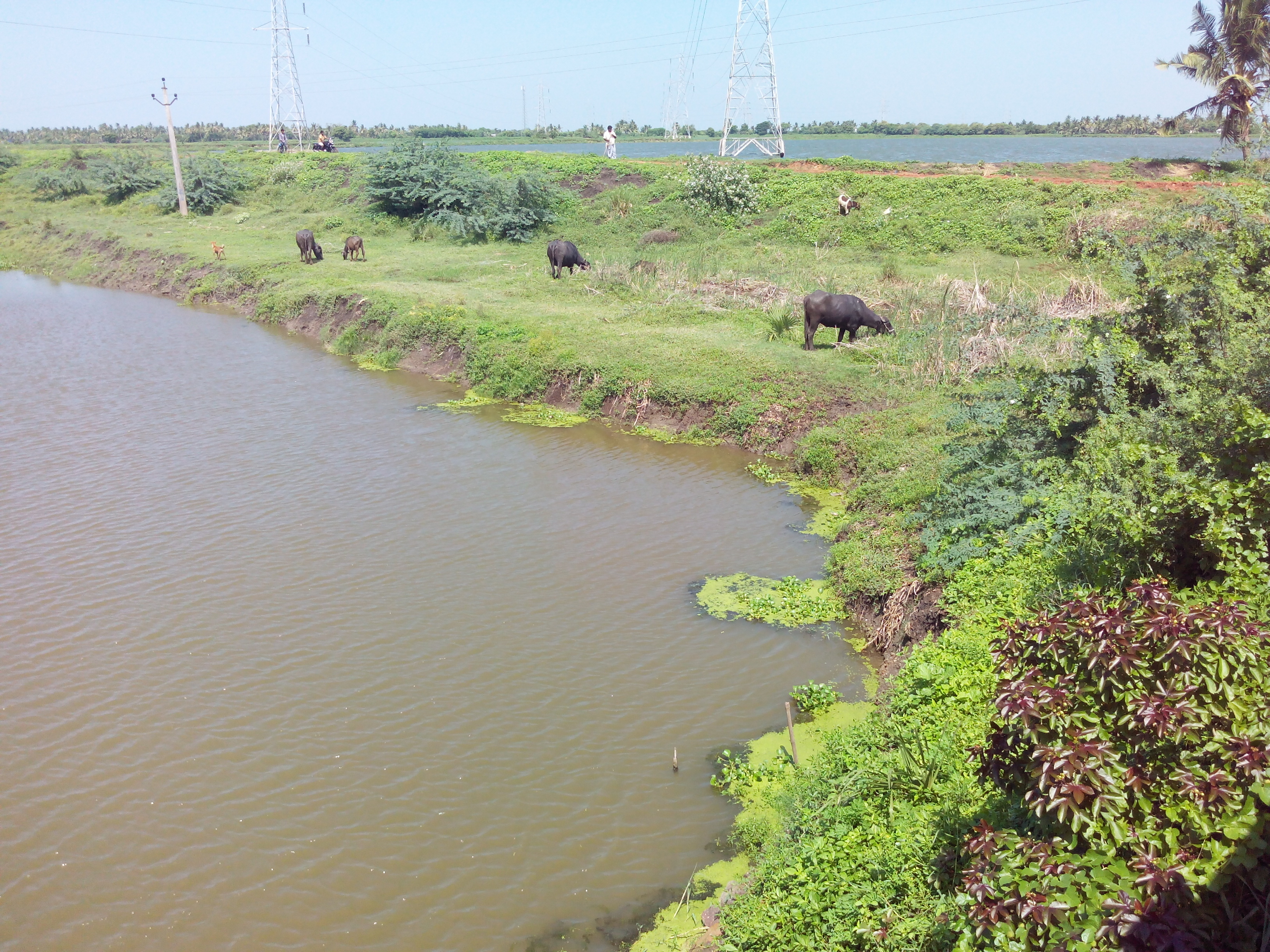 Putlacheruvu Fish Tanks