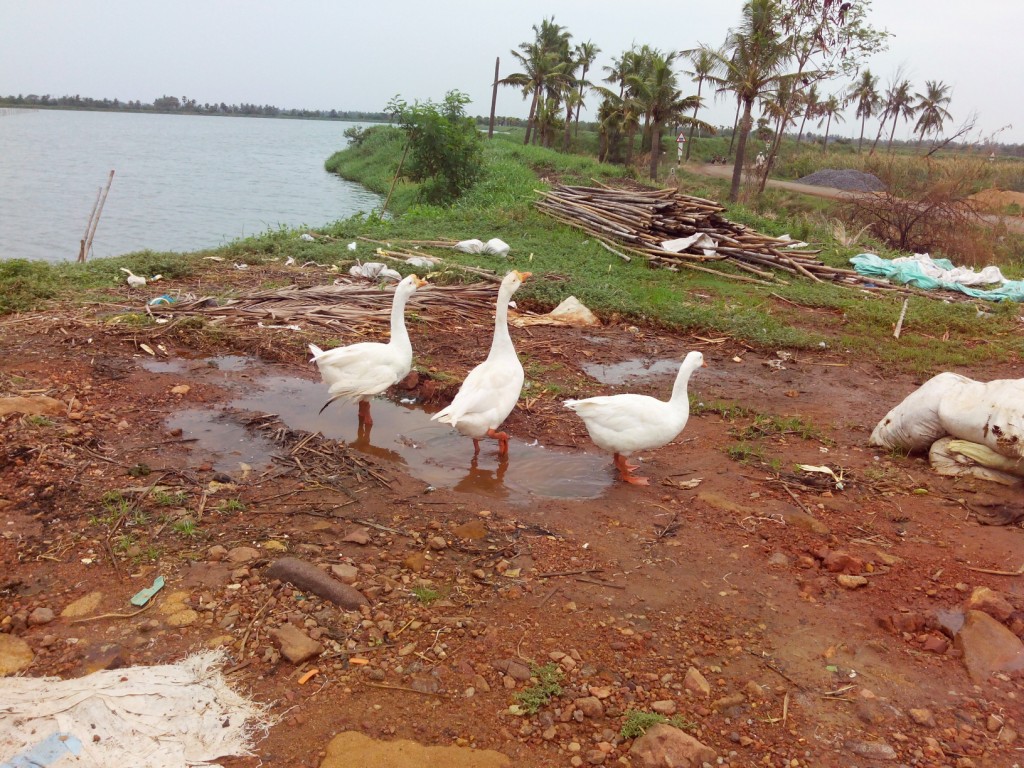 Putlacheruvu Fish Tanks