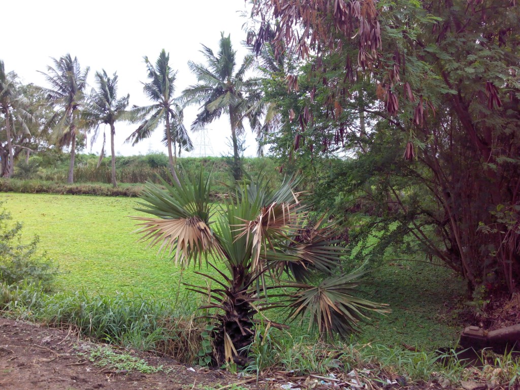 Putlacheruvu Small Water Pond